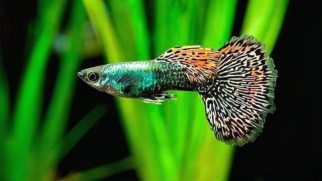花老虎孔雀魚好養嗎