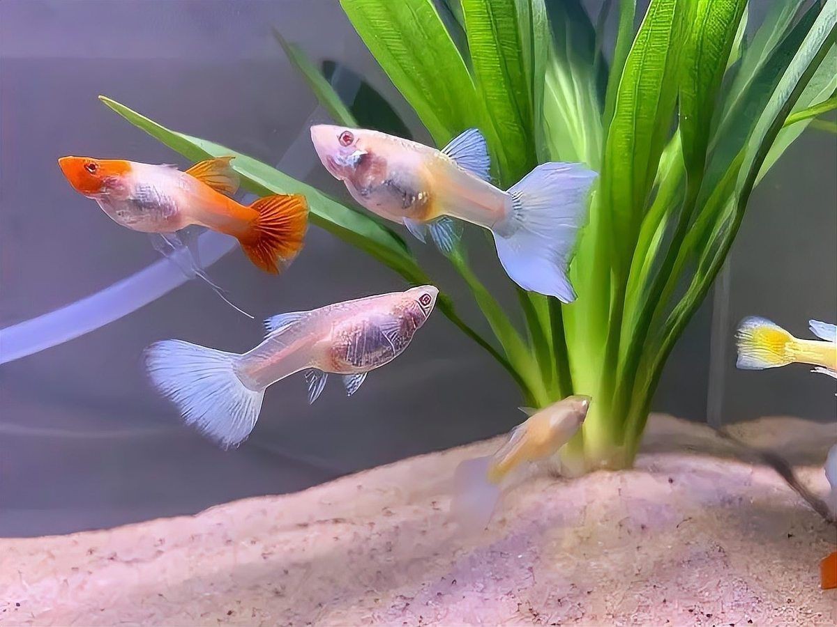 花老虎孔雀魚好養嗎