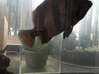 印尼三紋虎魚缸內水流設計技巧：印尼三紋虎魚水流設計的實用技巧