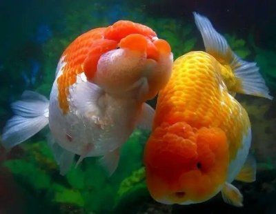 魚缸過濾器突然不工作了（魚缸過濾器突然不工作了怎么辦）