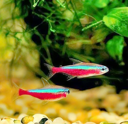 十大水族增艷燈