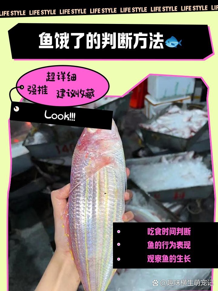 小火龍魚餓了的表現