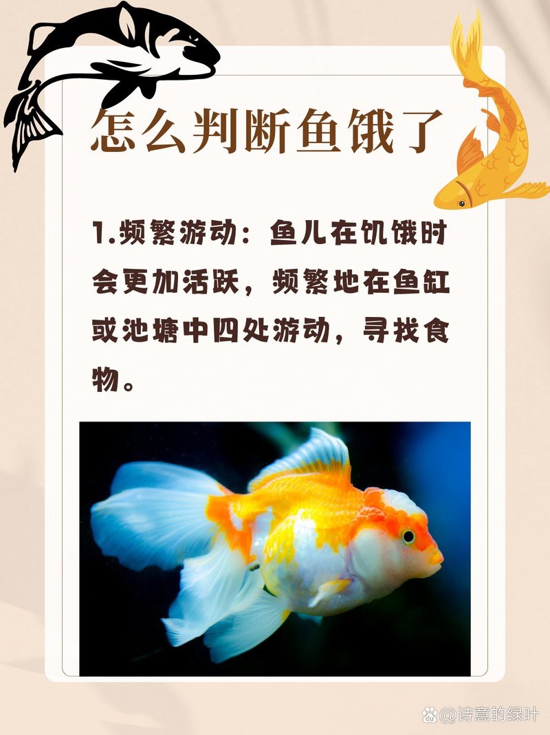 小火龍魚餓了的表現