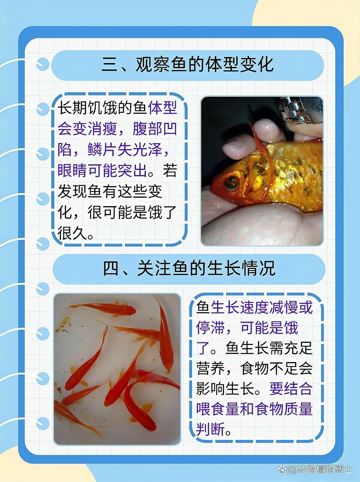 小火龍魚餓了的表現