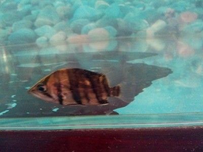龍魚為什么側(cè)身游：龍魚側(cè)游的原因及解決方法 龍魚為什么側(cè)身游：龍魚側(cè)游的原因及解決方法 龍魚百科 第2張