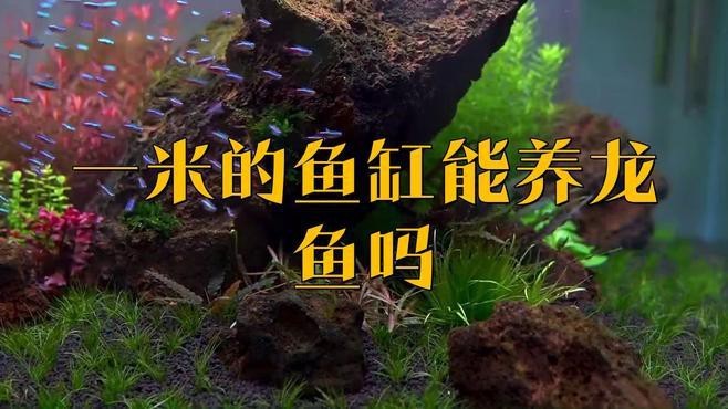 紅龍魚單養(yǎng)需要多大的魚缸？