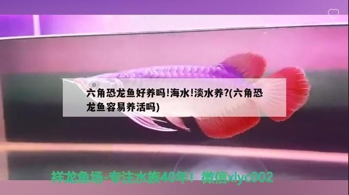六角恐龍魚的魚缸里能放鹽嗎：六角恐龍魚專用粗鹽購買指南,六角恐龍魚疾病預防方法 六角恐龍魚的魚缸里能放鹽嗎：六角恐龍魚專用粗鹽購買指南,六角恐龍魚疾病預防方法 魚缸百科 第4張