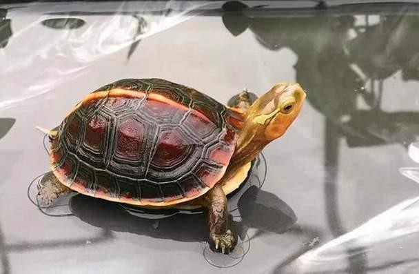 埋了一只烏龜的功德寓意