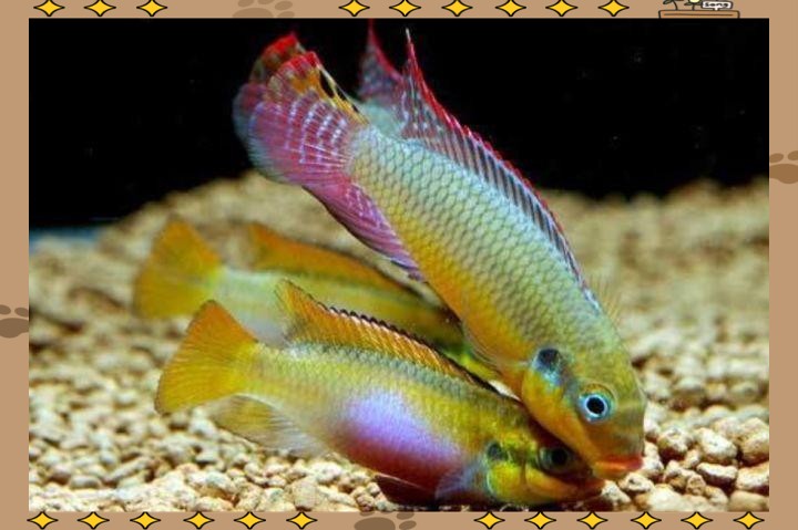 翡翠鳳凰魚最忌三種東西