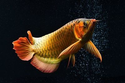 龍魚老是扭動身體的原因（龍魚扭動身體可能由多種因素引起，）