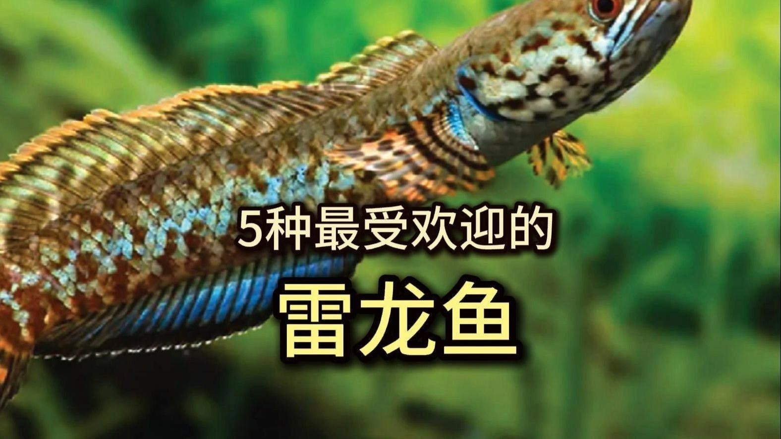 哪種雷龍魚最漂亮