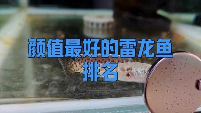 哪種雷龍魚最漂亮