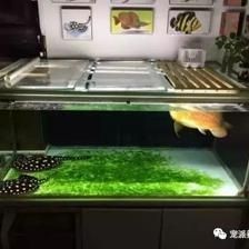 夏季魚缸最佳水溫范圍：夏季熱帶魚缸水溫調(diào)節(jié)技巧,魚缸水溫過高應(yīng)對措施