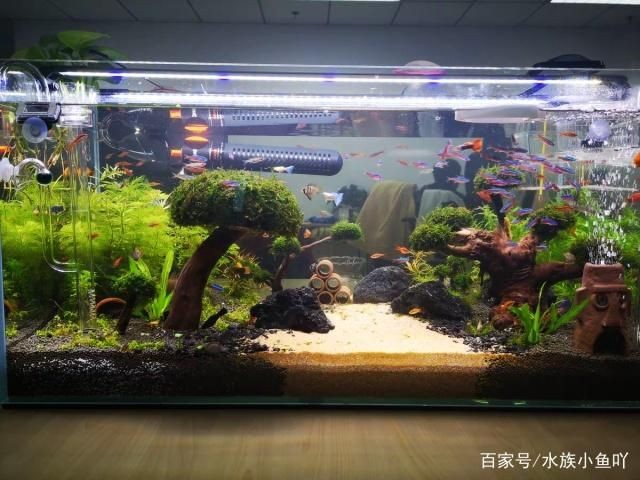 夏季魚缸最佳水溫范圍：夏季熱帶魚缸水溫調(diào)節(jié)技巧,魚缸水溫過高應(yīng)對措施