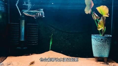 夏季魚(yú)缸最佳水溫范圍：夏季熱帶魚(yú)缸水溫調(diào)節(jié)技巧,魚(yú)缸水溫過(guò)高應(yīng)對(duì)措施