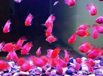夏季魚(yú)缸最佳水溫范圍：夏季熱帶魚(yú)缸水溫調(diào)節(jié)技巧,魚(yú)缸水溫過(guò)高應(yīng)對(duì)措施