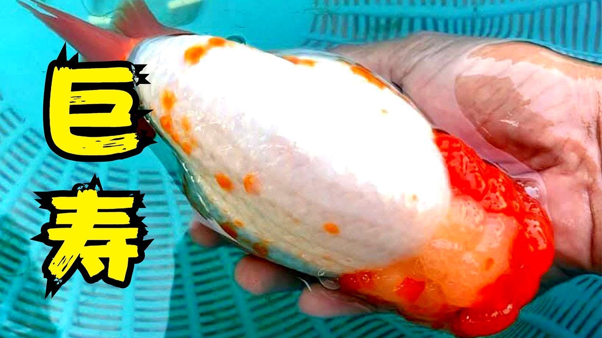 巨型蘭壽金魚視頻