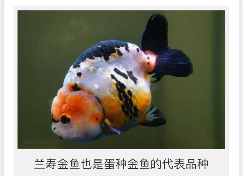 巨型蘭壽金魚視頻 巨型蘭壽金魚視頻 龍魚論壇 第4張