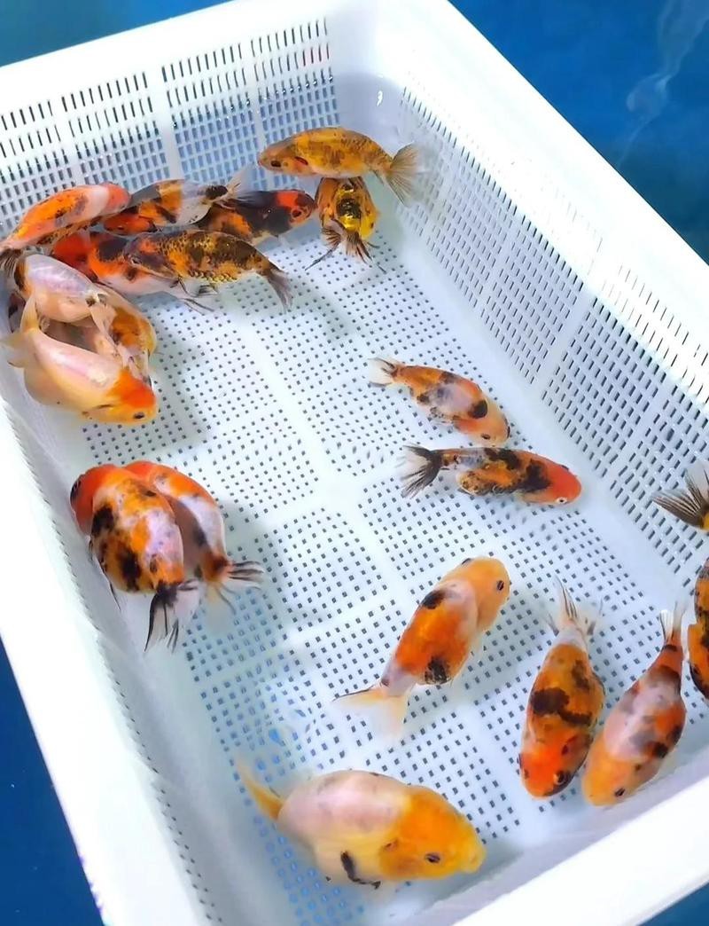 巨型蘭壽金魚視頻