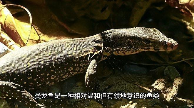 曼龍魚能否與哪些魚類混養？