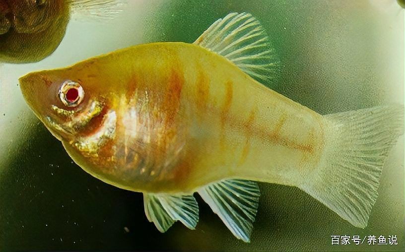 虎紋魚觀賞魚