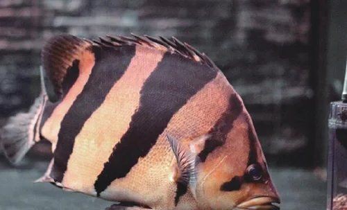 虎紋魚觀賞魚