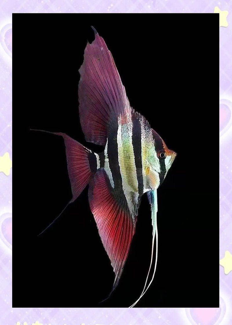 紅龍魚身上有紅點是什么原因 紅龍魚身上有紅點是什么原因 龍魚論壇 第10張