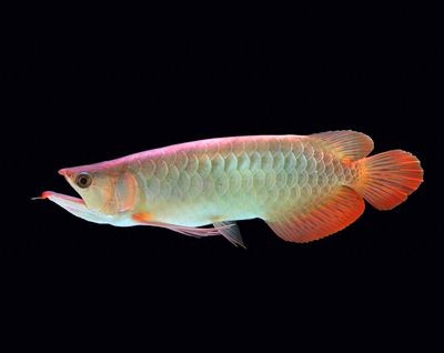 哪種龍魚好看又漂亮又便宜又好養的（既好看又漂亮又便宜又好養的幾種龍魚品種）