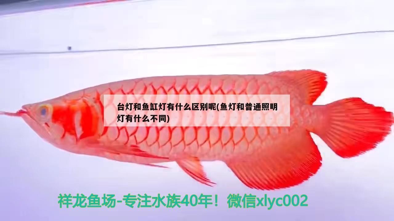 臺燈和魚缸燈有什么區(qū)別呢(魚燈和普通照明燈有什么不同)
