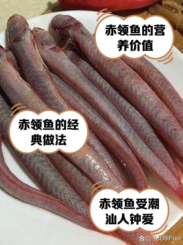 紅血魚學名