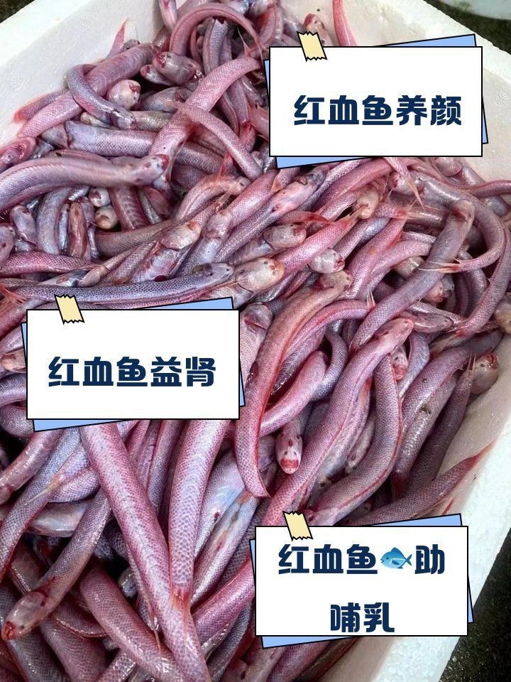 紅血魚學名