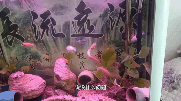有哪些動(dòng)態(tài)龍魚缸背景圖 有哪些動(dòng)態(tài)龍魚缸背景圖 龍魚論壇 第2張