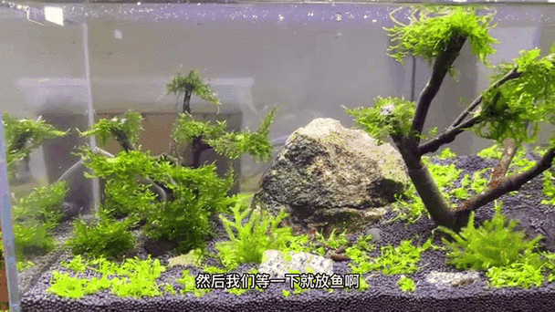 有哪些動(dòng)態(tài)龍魚缸背景圖 有哪些動(dòng)態(tài)龍魚缸背景圖 龍魚論壇 第9張