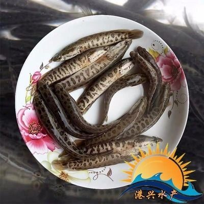 龍魚苗一個月能長多大：金龍魚苗一個月能長多大