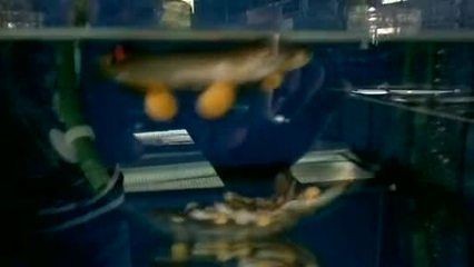 龍魚苗一個月能長多大：金龍魚苗一個月能長多大
