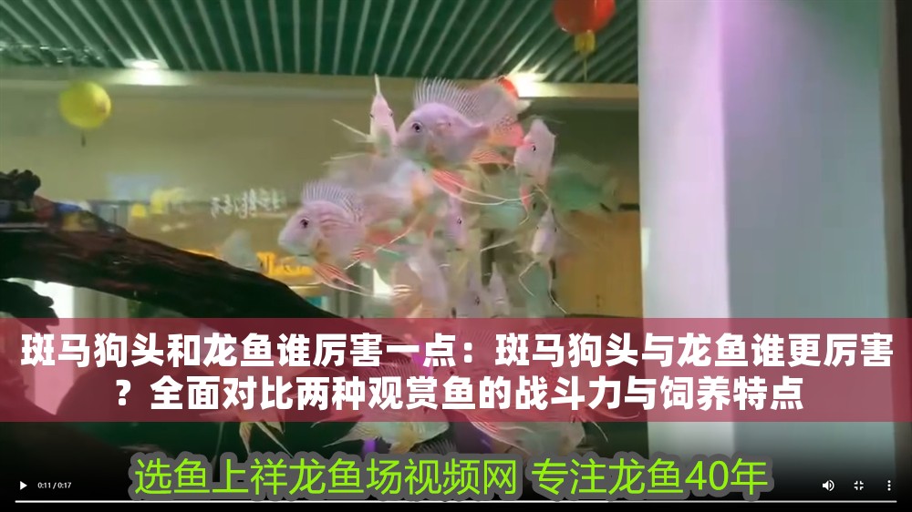 斑馬狗頭和龍魚(yú)誰(shuí)厲害一點(diǎn)：斑馬狗頭與龍魚(yú)誰(shuí)更厲害？全面對(duì)比兩種觀賞魚(yú)的戰(zhàn)斗力與飼養(yǎng)特點(diǎn)