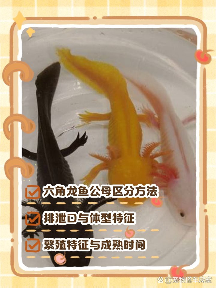 六角龍魚有公母嗎