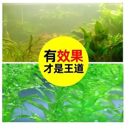 魚缸內的綠藻如何清除小妙招（如何清除魚缸內的綠藻）