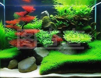 魚缸內的綠藻如何清除小妙招（如何清除魚缸內的綠藻）