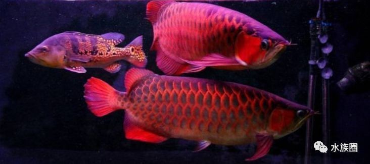 銀龍魚需要造浪泵嗎