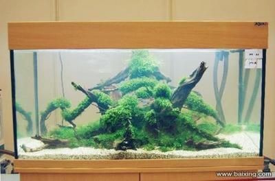 廣州魚(yú)缸批發(fā)價(jià)格：廣州魚(yú)缸市場(chǎng)批發(fā)價(jià)格