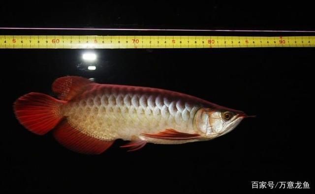 短身龍魚和正龍的區別，短身龍魚和正龍魚各有千秋，選擇哪種類型的龍魚各有千秋
