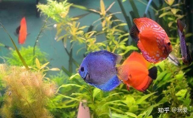 淡水魚缸養(yǎng)什么草魚好看（水草缸養(yǎng)殖技巧） 淡水魚缸養(yǎng)什么草魚好看（水草缸養(yǎng)殖技巧） 魚缸百科 第1張