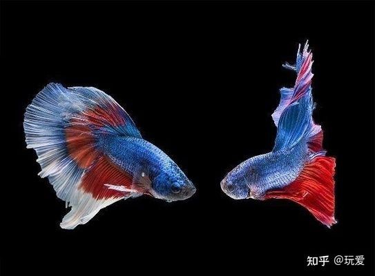 淡水魚缸養(yǎng)什么草魚好看（水草缸養(yǎng)殖技巧） 淡水魚缸養(yǎng)什么草魚好看（水草缸養(yǎng)殖技巧） 魚缸百科 第2張