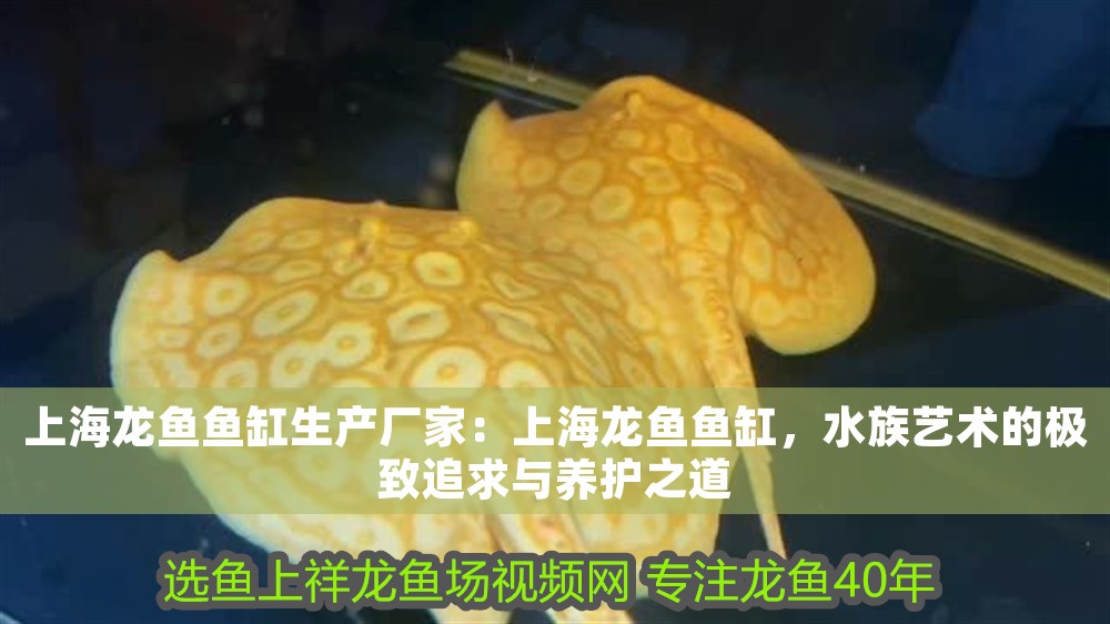 上海龍魚魚缸生產(chǎn)廠家：上海龍魚魚缸，水族藝術(shù)的極致追求與養(yǎng)護之道
