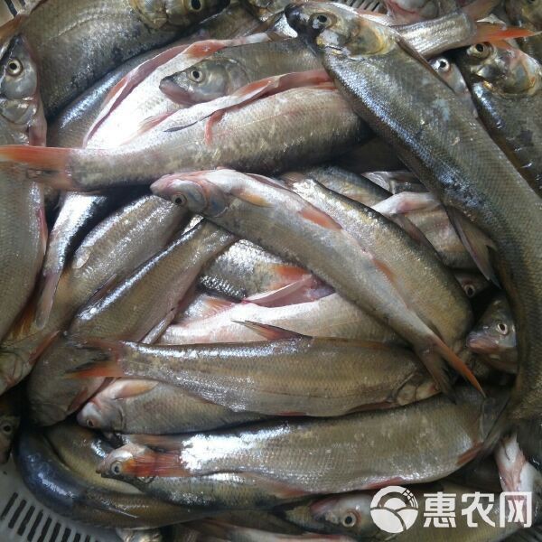 紅龍魚的飼養方法，紅龍魚吃什么紅龍魚吃什么紅龍魚 紅龍魚的飼養方法，紅龍魚吃什么紅龍魚吃什么紅龍魚 觀賞魚百科 第2張