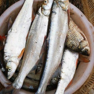 金龍魚 外企（金龍魚是一家外企）
