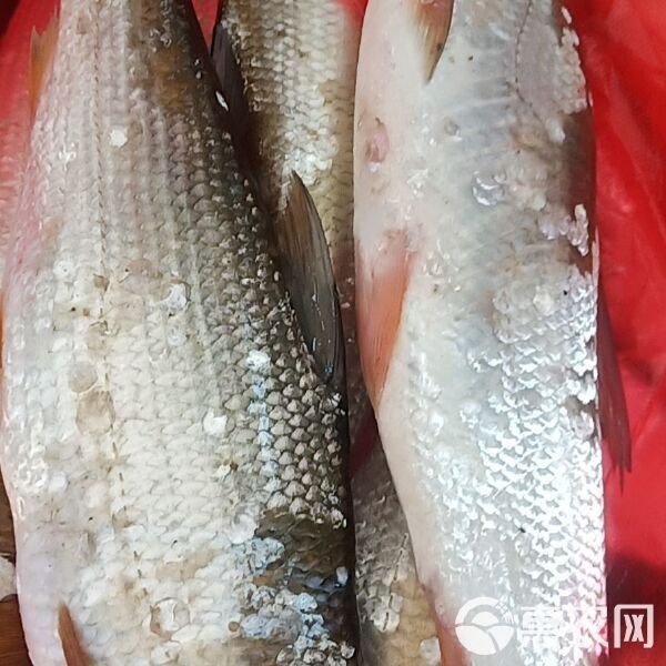 金龍魚 外企（金龍魚是一家外企）