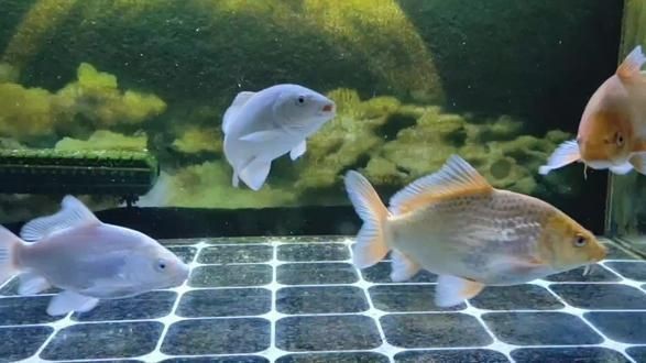 蝴蝶鯉反祖魚是啥意思