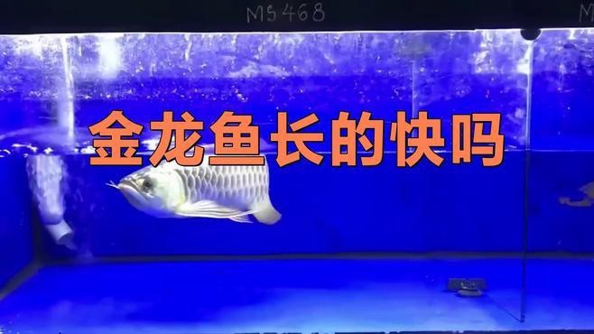 金龍魚兩個月能長多大啊